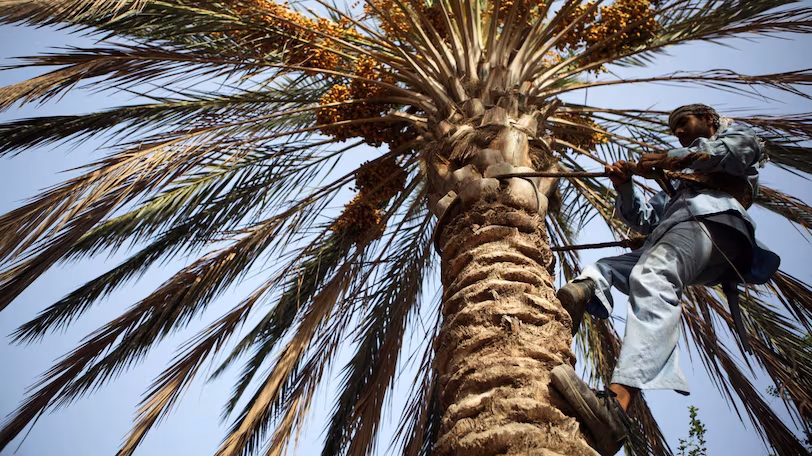Abu Dhabi Date Palm Project Boosts Heritage Abu Dhabi Date Palm Project Boosts Heritage